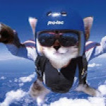 skydivecat