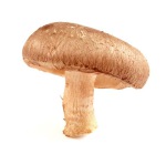Shiitake
