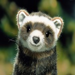 Polecat