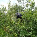 Canopy in Tree